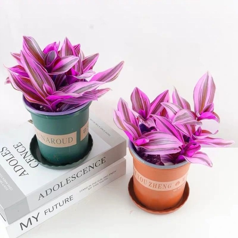 Oil Painting Wedding Chandelia Flowers New pendant Lanjin potted plant Three-color Good raising green plant Grease Clouds Touch the fragrant brocade plant