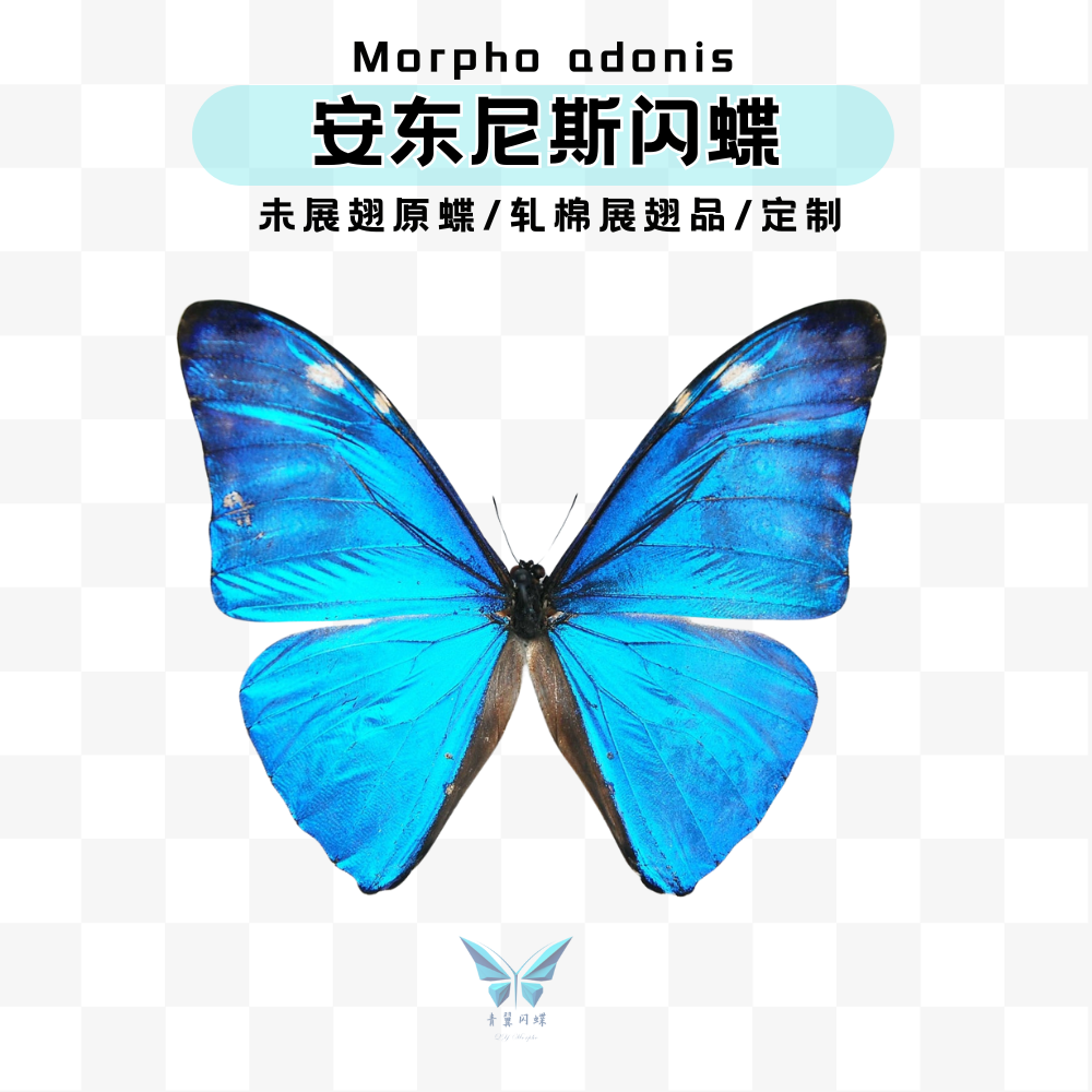 O1CN01HvlgK21QVLbg8ex2g_!!