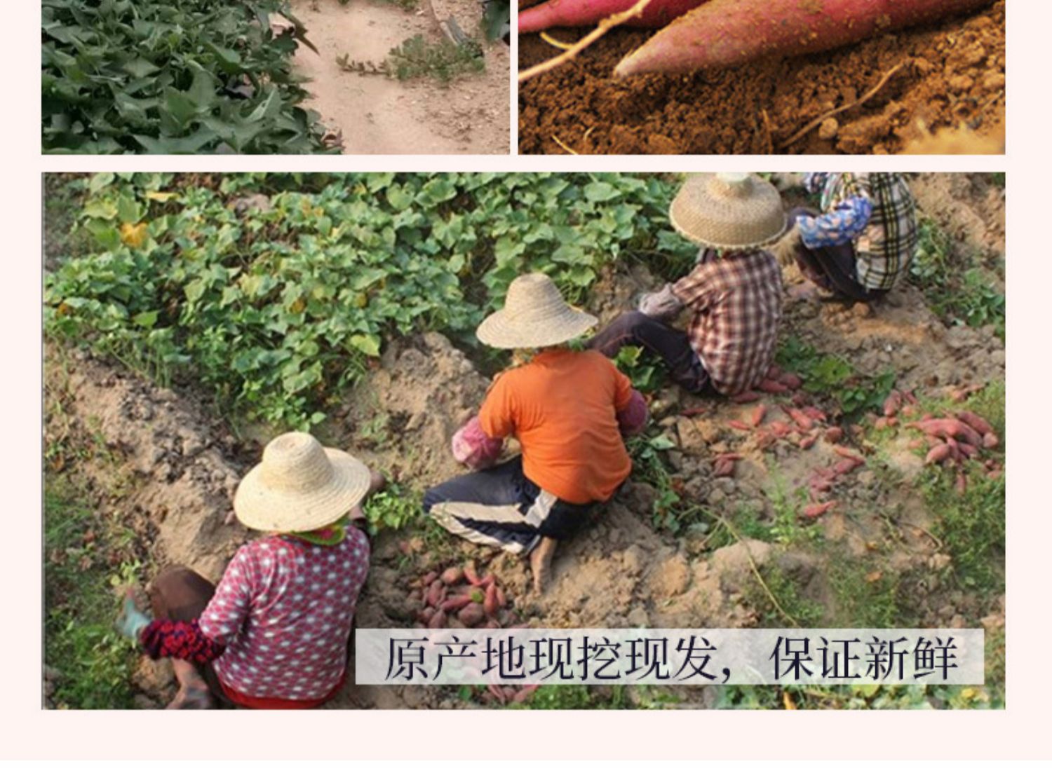 【果涵湘】西瓜红蜜薯糖心红薯3斤