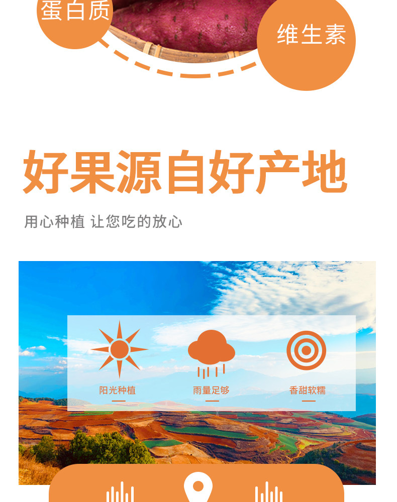烟薯25号糖心蜜薯净*5斤 图4