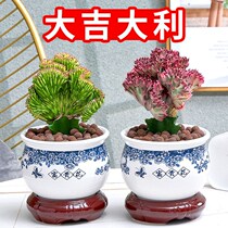 Multi Meat Plant Kirin Potted Multi Meat Plant Indoor Spring Peak Green Planting Living Room Decontamination Air Office
