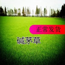 Yan Ji Hui lawn seeds alkali thatch seeds Four Seasons evergreen grass seeds resistance alkali thatch a pound