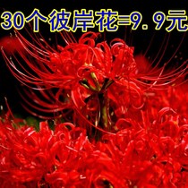 The other shore flower seeds Manzhuahua potted flowers small seed ball garlic flower indoor green plant Four Seasons seed ball flower