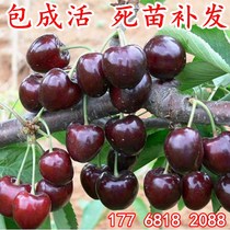 Cherry tree: Russian No 8 cherry sapling potted Southern planting site planted large grafting results of the year