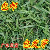 Lawn seeds (false frugal grass seeds broadleaf grass centipede grass)Trampling-resistant greening slope protection root system is developed
