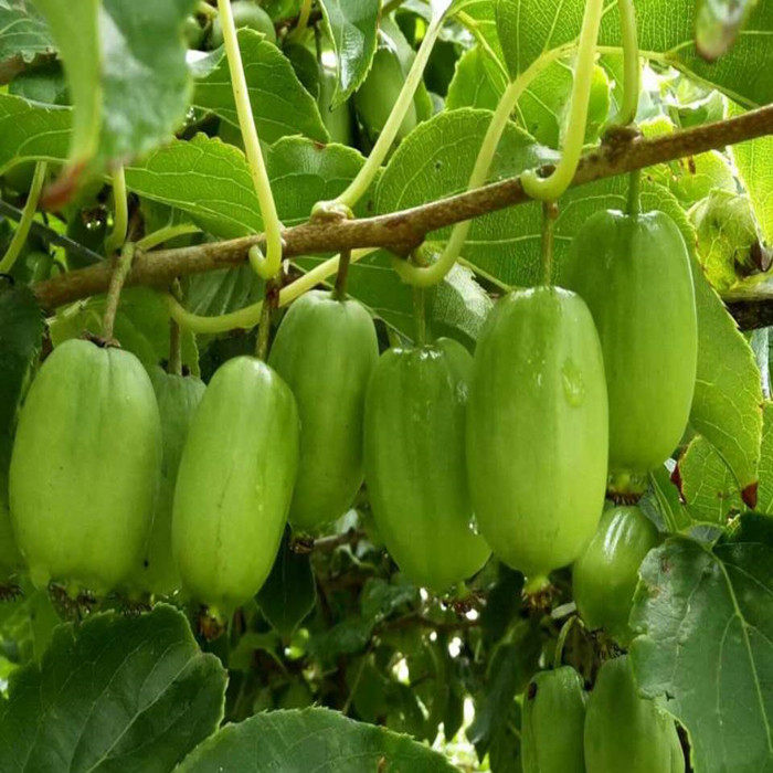 新华文轩【图说软枣猕猴桃高效栽培技术】：果农必备，种植高手秘籍📖 农业基础科学 淘宝百科网 