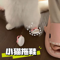 Kitten slippers shark slippers worn by pets soft rubber soles cute cartoons fun pet photos good ideas