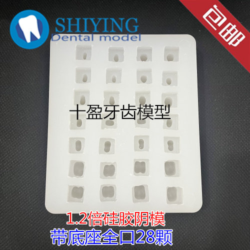 牙科阴模口腔模型 1.2倍石膏牙印模全口28颗牙齿模具 包邮