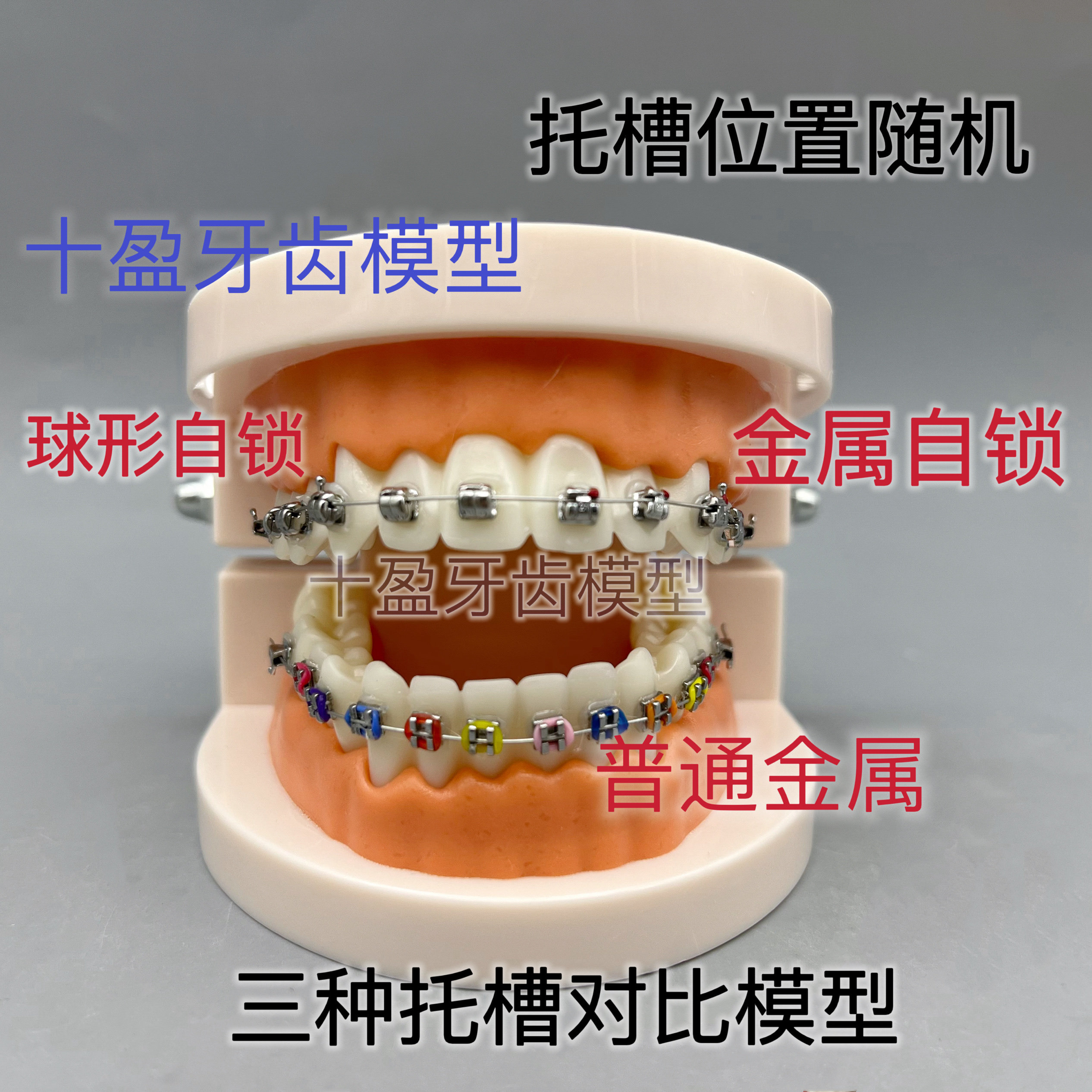 牙科正畸带托槽假牙模型 医患沟通教学模型 矫正练习托槽模型包邮