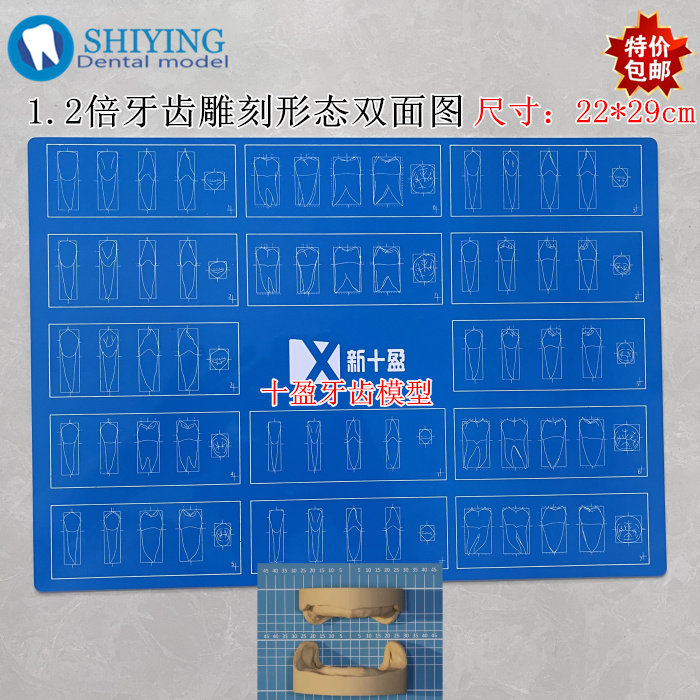 牙科口腔 1.2一倍标准牙体雕刻对照浮雕图 线图 雕牙指导参照双面