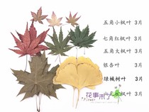 Autumn leaf cluster dry leaf leaf paint maple leaf Ginkgo children hand bookmark card postcard plant specimen