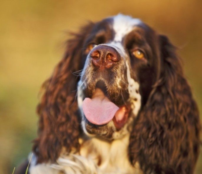 英国史宾格犬,狩猎犬中的“萌宠”?🐾 了解它的特点与优势-狗狗-淘宝好物网