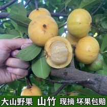 广西野生山竹果 龙檬果 竹节果 粘牙果 新鲜水果 黄牙果 岭南山竹