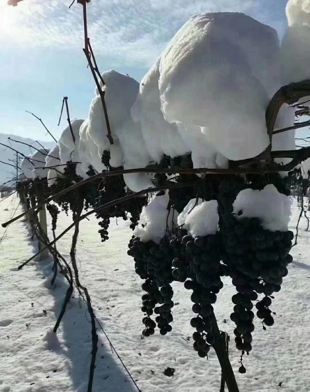 集安葡萄酒商行