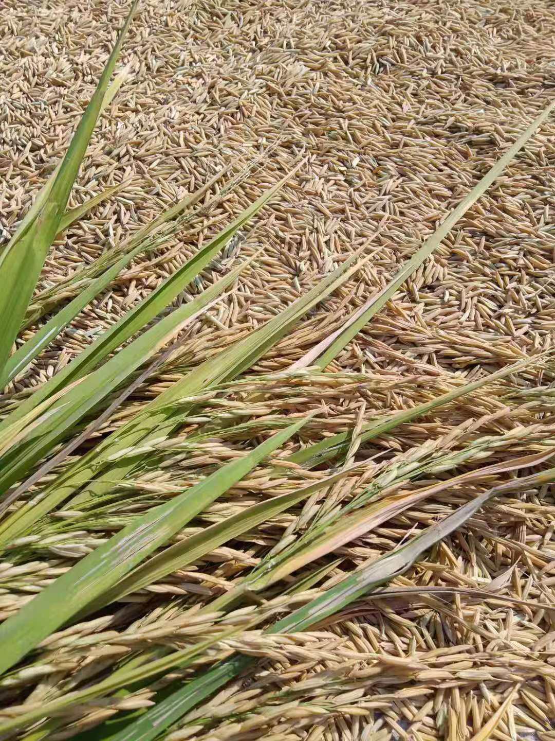 Hallucinovitis Yellow and grandchildren Rice Unprocessed Self-bred old breed Xianlong self-bred to fight-Taobao