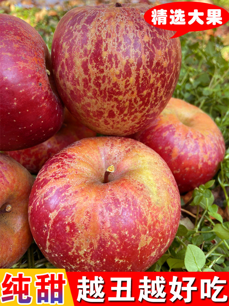Salt Source Ice Sugar Heart Ugly Apple 10 catty of fresh fruit When season the whole box Shoton the great Liangshan wild red Fuji apple