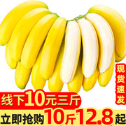 森以茉西 云南高山香甜大香蕉10斤