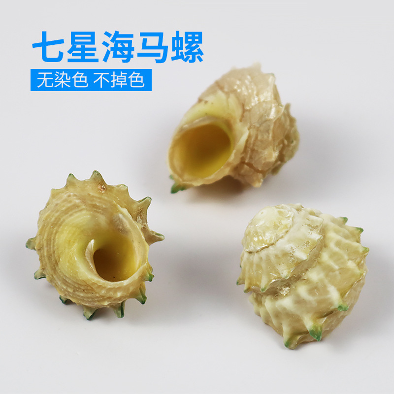 Factory Price Direct Selling Natural Marine Snail Shells Seven Stars Seahorse Snail Sustentation Crab Replacement Shell Fish Tank Building Decoration A Catty