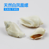 Factory price direct selling natural sea snail shell white Phoenix snail fish tank building decoration furniture ornament swing piece diy catty