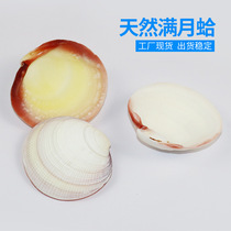 Natural Shells Sea Snail Full Moon Clams Home Shop Windows Design Creative Gift Decoration Fish Tank Building Factory Price Direct