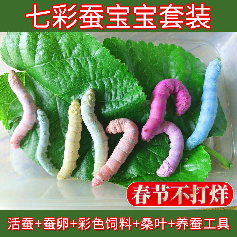 7 Colorful Silkworm baby Students Silkworm Suit White Silkworm Eggs Giant Living Silkworm 1234 Age Rearing Box Tool Fresh Mulberry Leaf