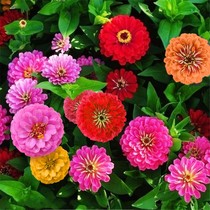 Four seasons flowering easy-to-plant zinnia flower seeds seed Road courtyard Zinnia cosmos outdoor balcony flower seeds