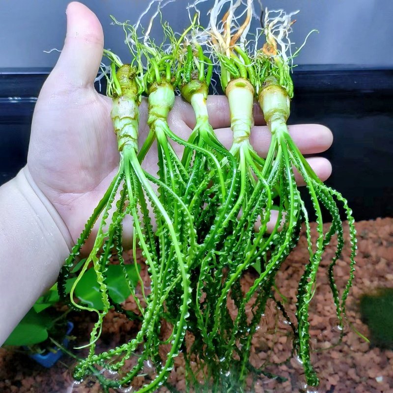 细叶龙鞭草作为高端稀有的阴性水草植物,适合做鱼缸草缸造景吗?-水草-淘宝好物网
