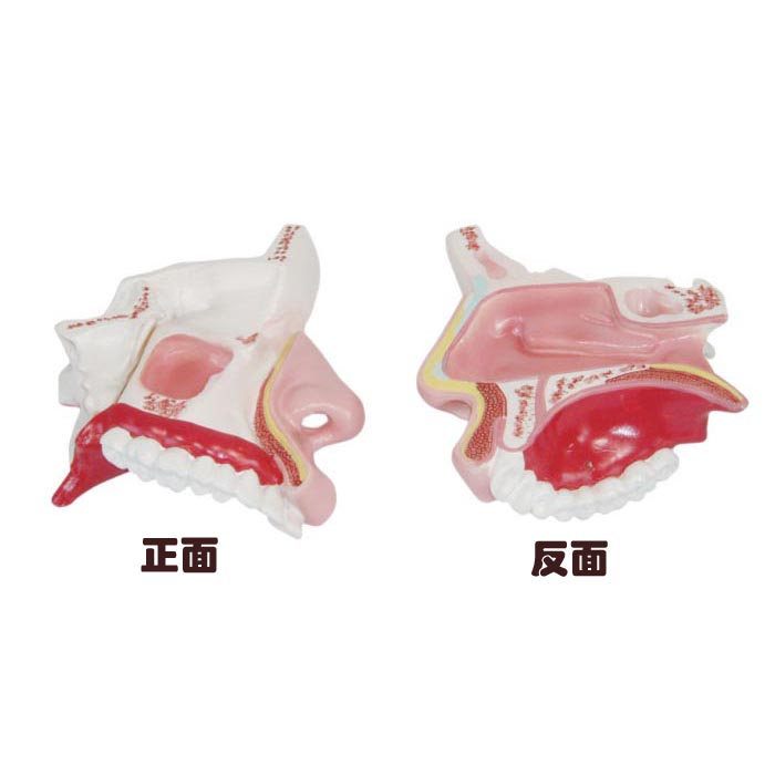 鼻腔解剖模型鼻副窦鼻子鼻软骨鼻道模具人体切面标本柏乐教学包邮