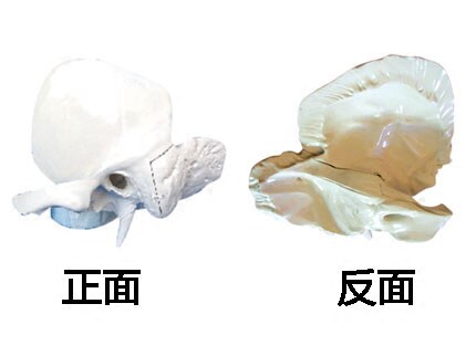 颞骨解剖放大模型分离颅骨骨架标本人体骨骼模具