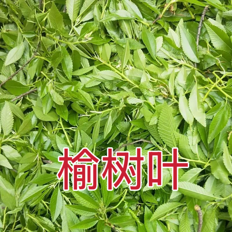 错过等一年!如皋农家新鲜嫩榆叶蒸菜,这波野菜养生真的绝了!🍃💥-其它-淘宝好物网