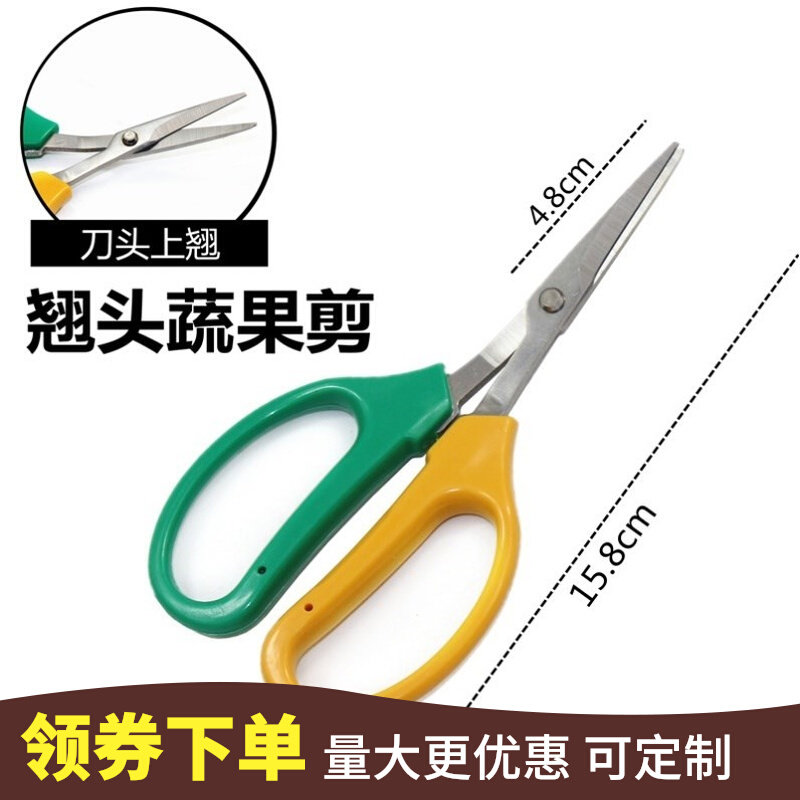 Grape Mining Fruit Cut Citrus Cut Orange Fruits Fruits And Vegetables Cut Prunes Fruits Cut Fruit Cut Orchard Fruit Tree Cut for plucking and picking up the head scissors 