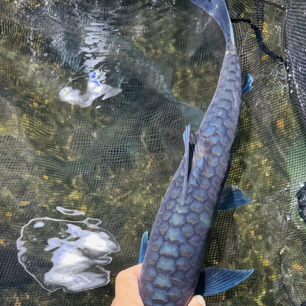 老挝蓝吉罗鱼:发色早的大型观赏鱼,让你的水族箱瞬间高级感爆棚!-鱼-淘宝好物网