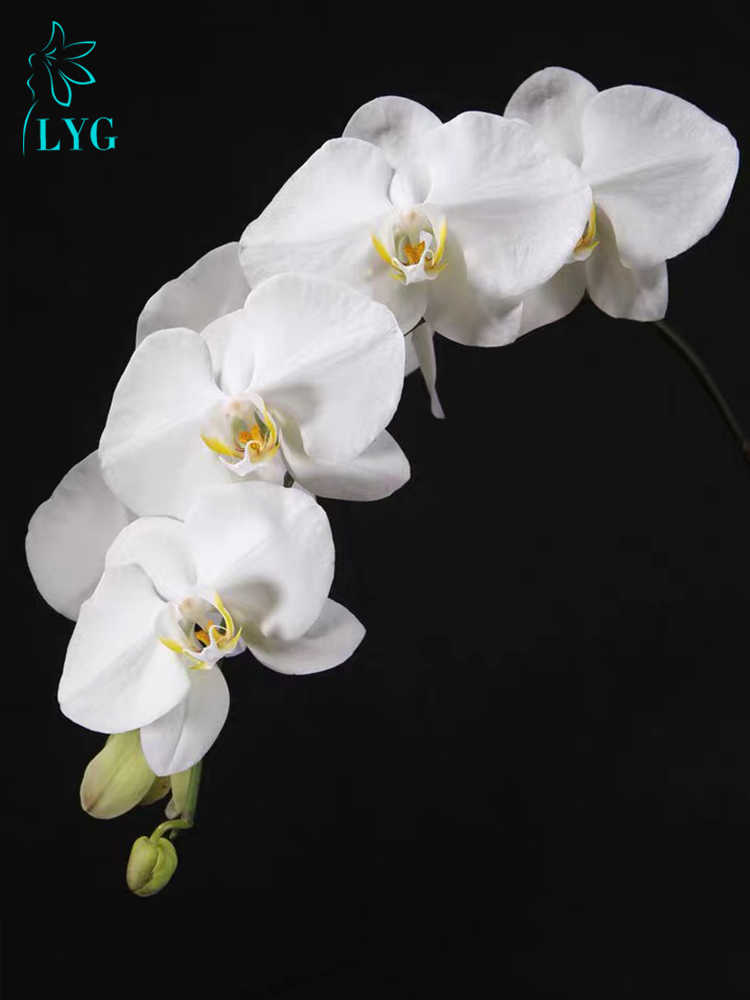 连云港蝴蝶兰花aa级v3精品大白花开花白色蝴蝶兰白兰花鲜花盆花