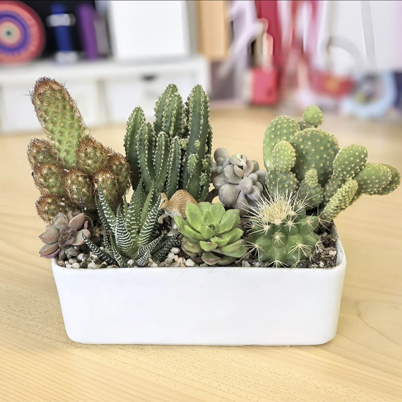 Directly Supplied to China and Hong Kong, Potted Tabletop Decorative Plants for Fun Viewing and Gardening, Non-Simulated Cactus Balls Directly Supplied to China and Hong Kong, Potted Tabletop Decorative Plants for Fun Viewing and Gardening, Non-Simulated Cactus Balls