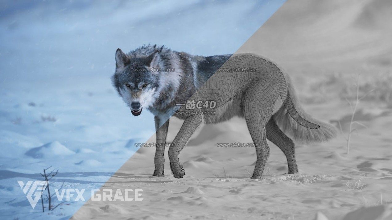 blender野狼绑定动画3D模型 Wolf Animation – VFX Grace