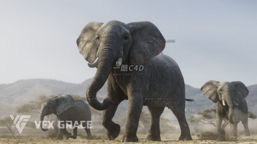 一酷C4D 非洲野生动物大象骨骼绑定blender模型