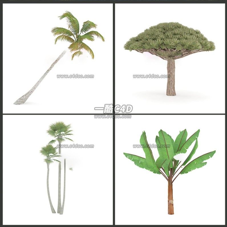 一酷C4D 22热带植物椰树棕榈仙人掌3d模型素材