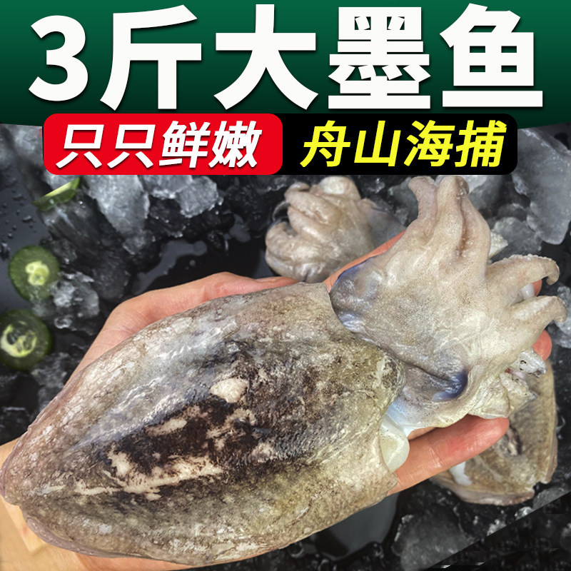 3 catties of cuttlefish fresh fresh big cuttlefish super big squid Zhoushan seafood aquatic products octopus headshot