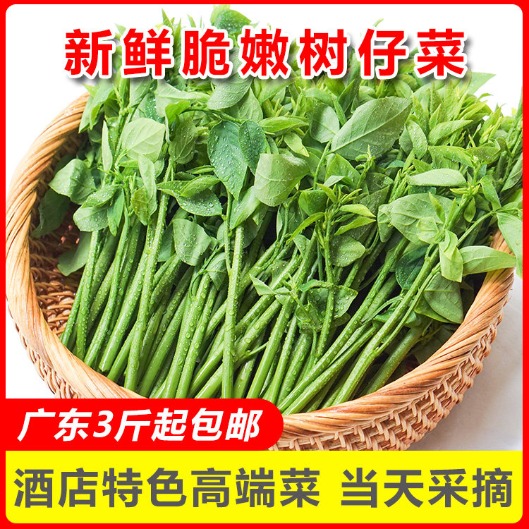 广东人到底多会吃?现摘树仔菜+天绿香野菜火出圈!酒店私房菜同款食材大揭秘🔥-其它-淘宝好物网