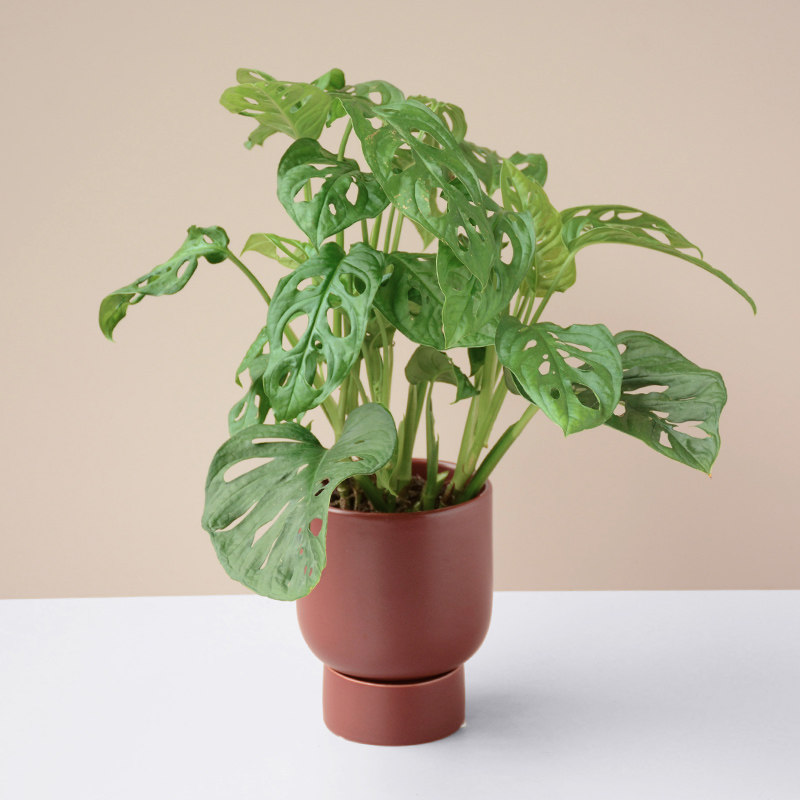 Malt Forest Fairy Cave Tortoise porous green plant household in Nordic cave plant good plant