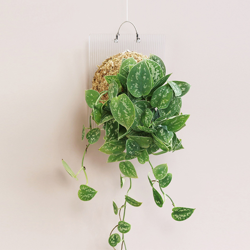 Malt Forest Black Silver Spot Guang Nordic Network Red in the air - green plant in the plant hanging on the scenic plate