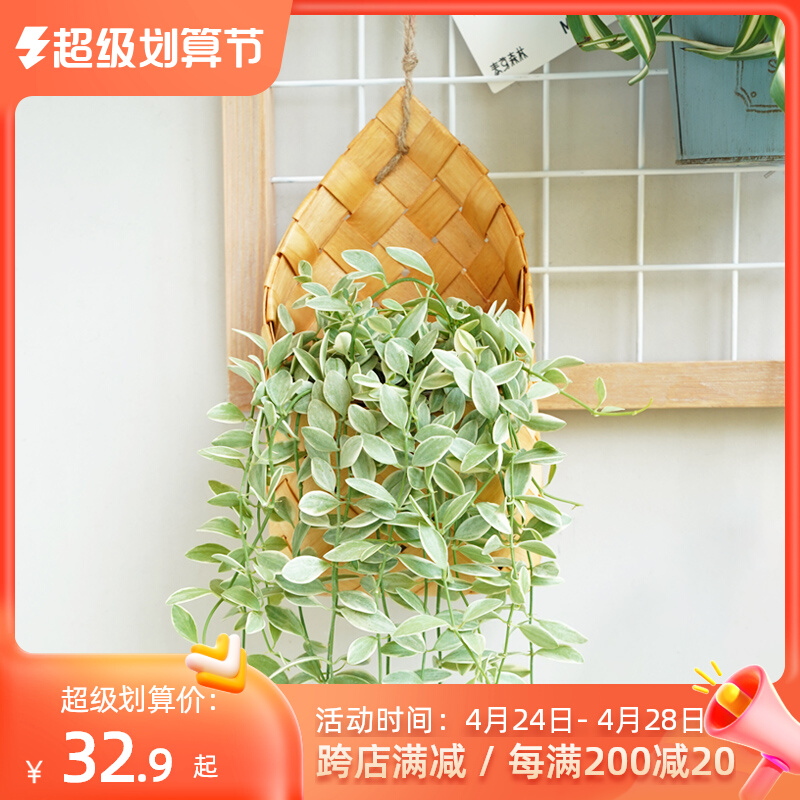 Phnom Penh Emerald Wood Cocked Flower Basket Snow Ying Xiaoying New Garden Room with Plant Combination Hanging