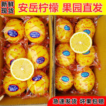 Sweet lemon fresh fruit yellow peel perfume lemon commercial pregnant women fruit fresh seasonal pick found full box multiple rules