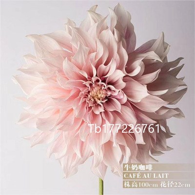 Holland imports flower dahlia sweet potato flower bulb dahlia bulbs open perennial big flowers that year