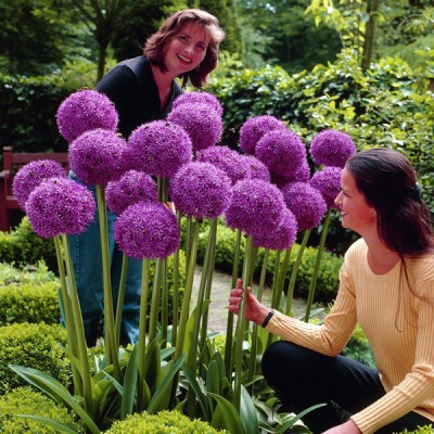 Flowers Green Plant Fruits And Vegetables Seeds Large Flowers Onion Seed Courtyard Potted Garden Easy To Plant Seed Master Onion