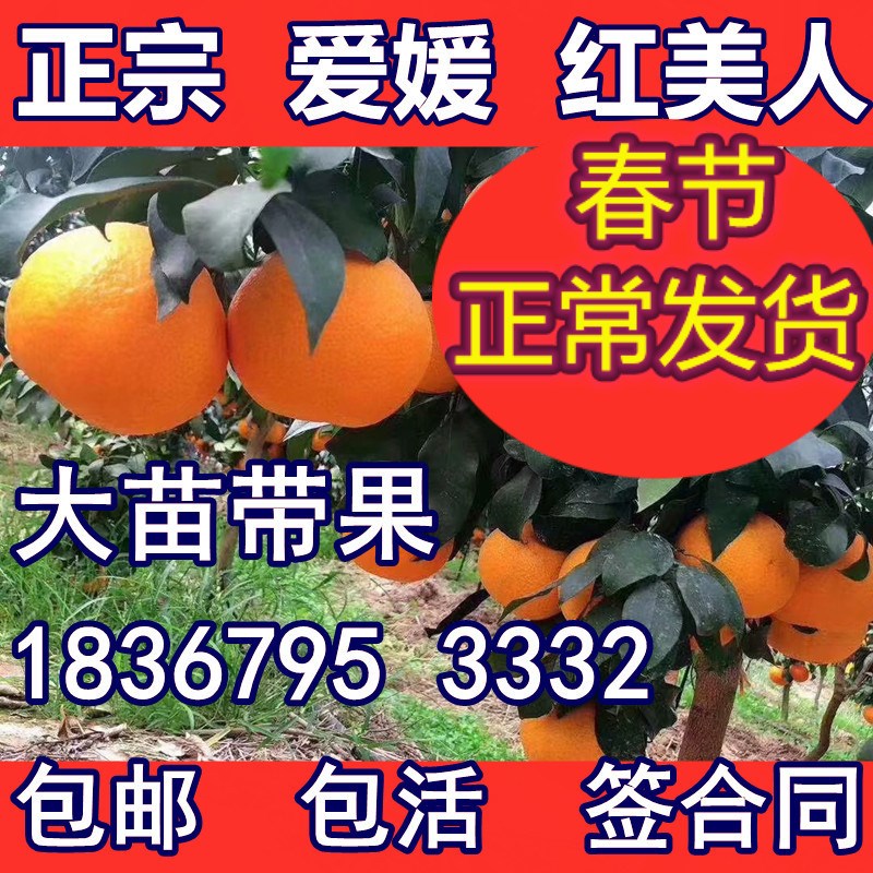Graft Elephant Mountain Red Beauty Ehime 28 No. 38 Tree Orange citrus Citrus Fruit Tree Sapling Potted Plant