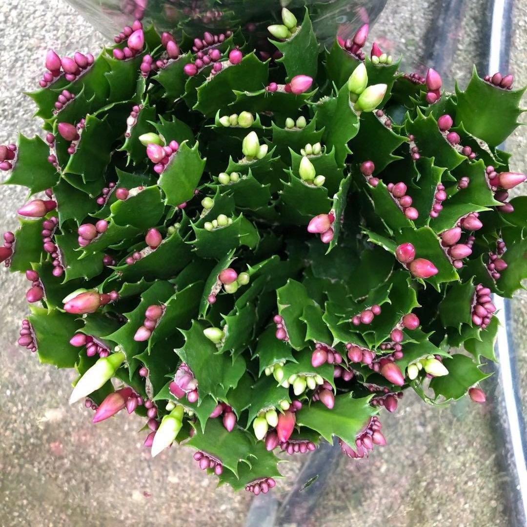 Multicolored crab claw flowers potted flowers with flowers flowering in the flower flowers and flowers in the flower plant
