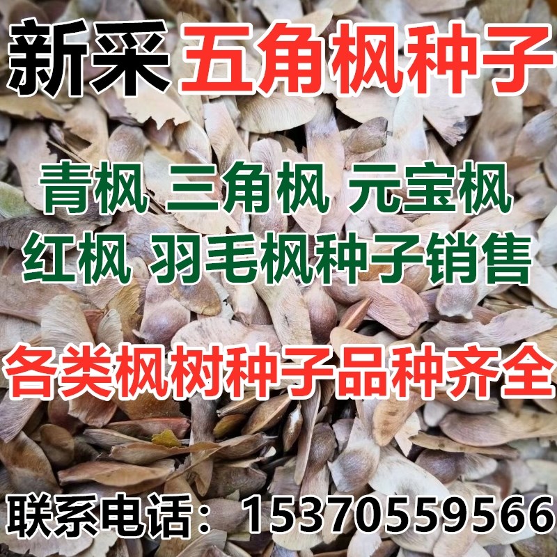 Newly picked green maple seeds pentagonal maple seeds triangle maple yuanbao maple feather maple seeds forest imported red maple seeds