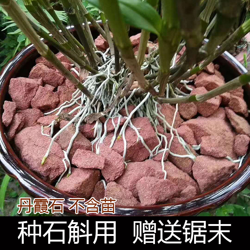 Danxia stone Dendrobium Danxia stone Chishui nobile Dendrobium iron skin Dendrobium absorbent stone matrix