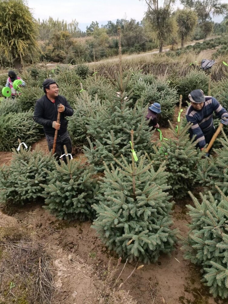 Christmas Tree Genuine Tree High-end 1 5 1 8 m Potted Live Norwegian Cloud Cedar Nordic Wind Emulation Mall Home